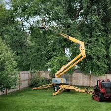 Professional Tree Care in Katonah, NY